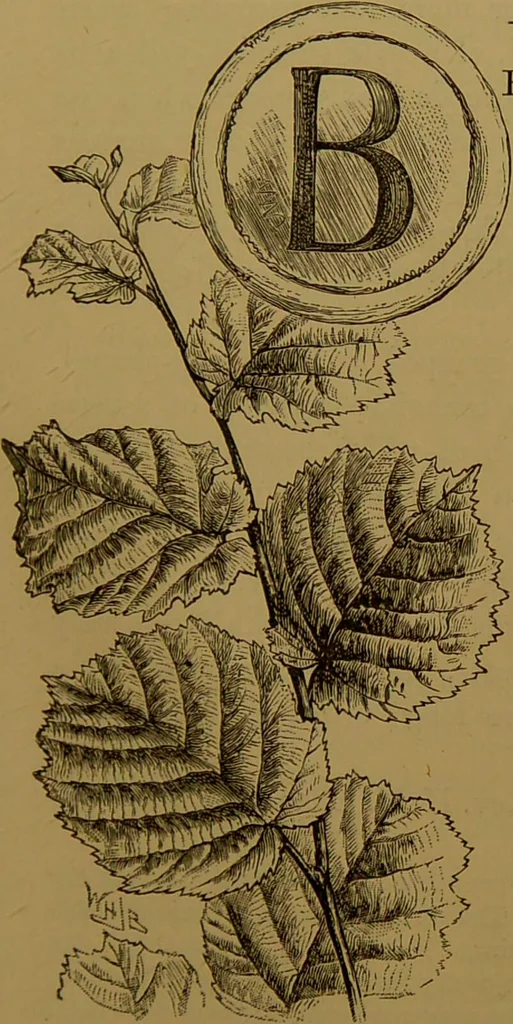 An illustration from Familiar trees / With coloured plates by W.H.J. Boot., 1887, leaf 91