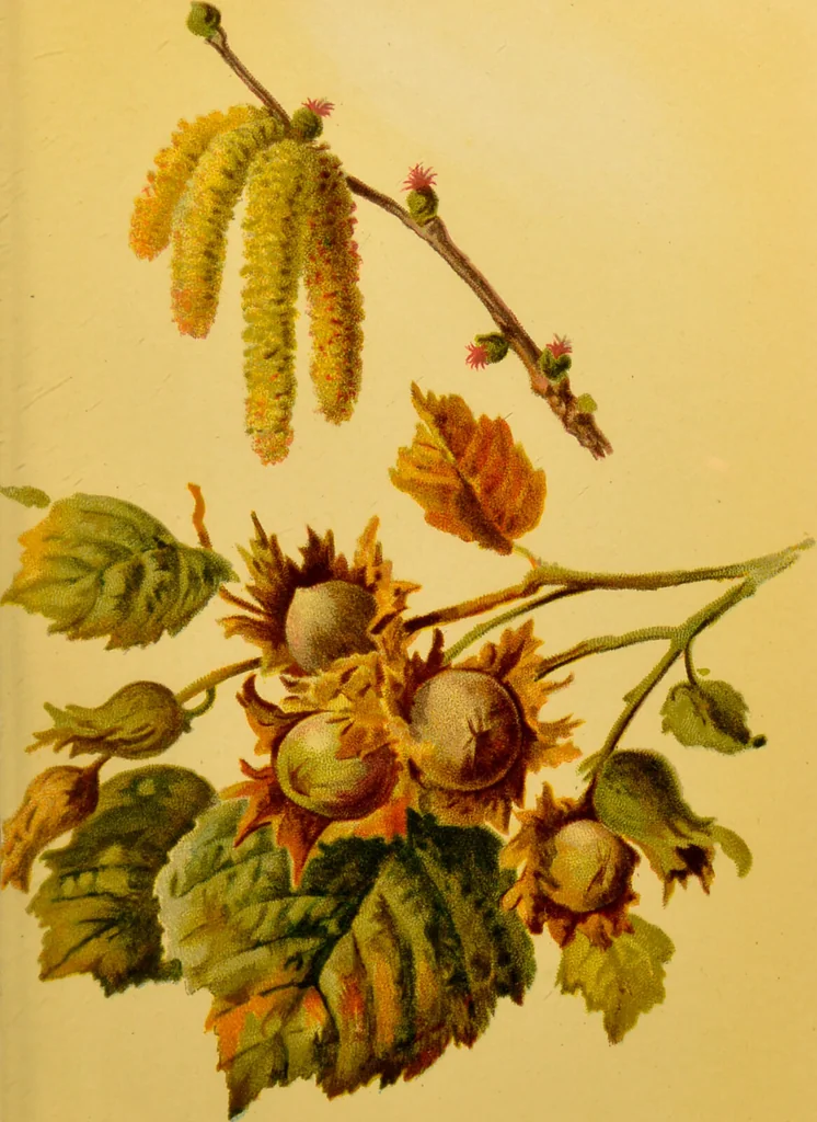 An illustration from Familiar trees / With coloured plates by W.H.J. Boot., 1887, leaf 95