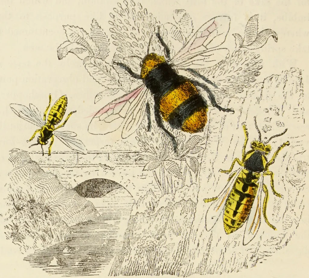 An illustration from Episodes of insect life / by Acheta Domestica, [pseud.] ;edited and revised by J.G. Wood., 1879, leaf 108