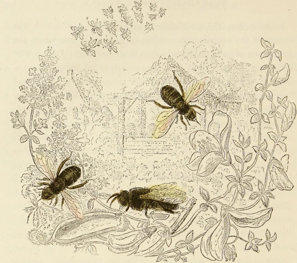 An illustration from Episodes of insect life / by Acheta Domestica, [pseud.] ;edited and revised by J.G. Wood., 1879, leaf 116