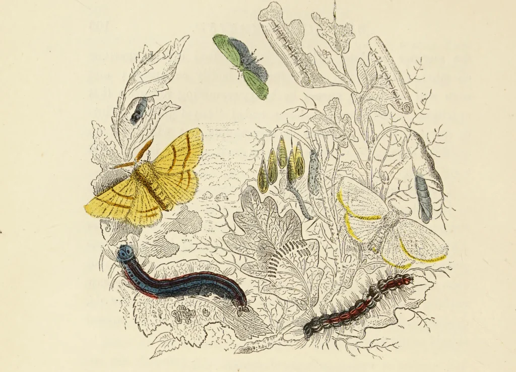 An illustration from Episodes of insect life / by Acheta Domestica, [pseud.] ;edited and revised by J.G. Wood., 1879, leaf 124