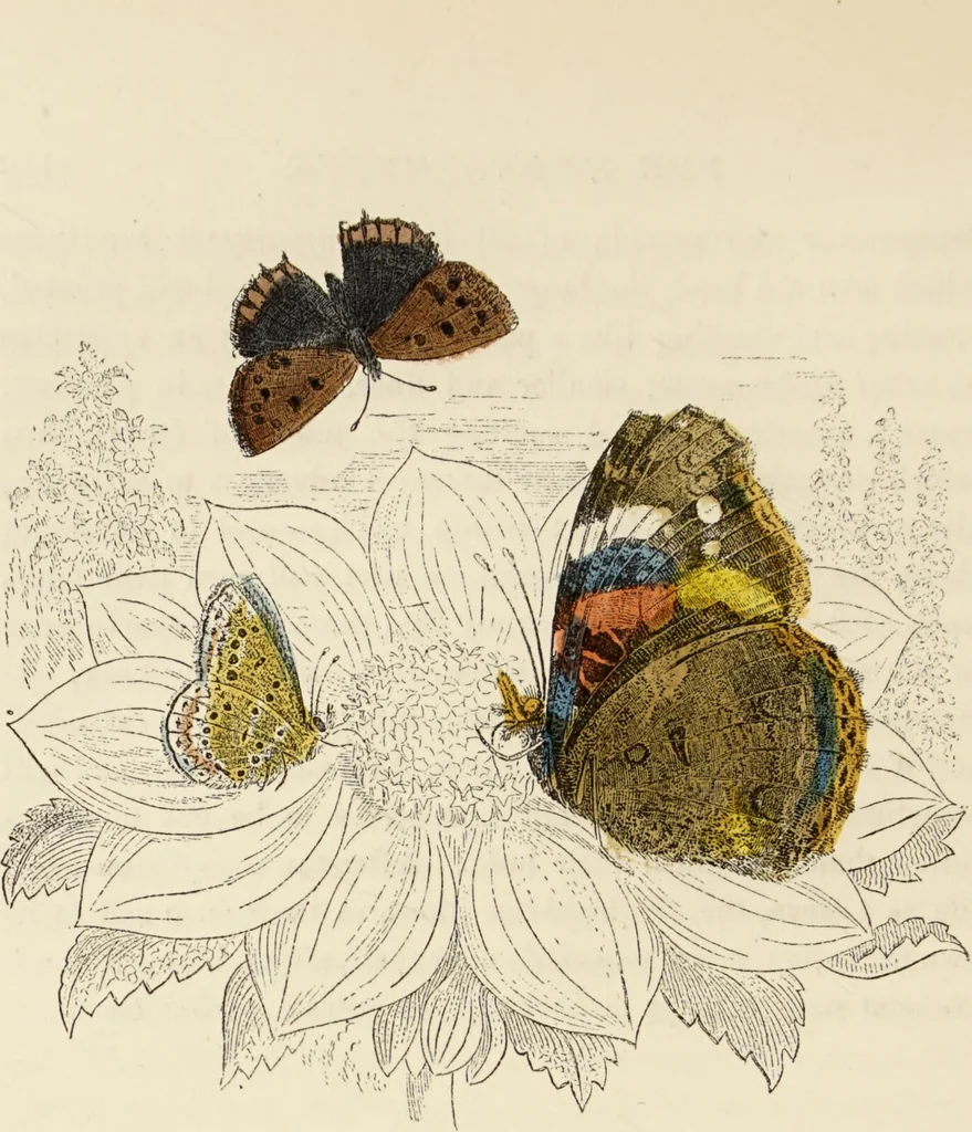 An illustration from Episodes of insect life / by Acheta Domestica, [pseud.] ;edited and revised by J.G. Wood., 1879, leaf 140