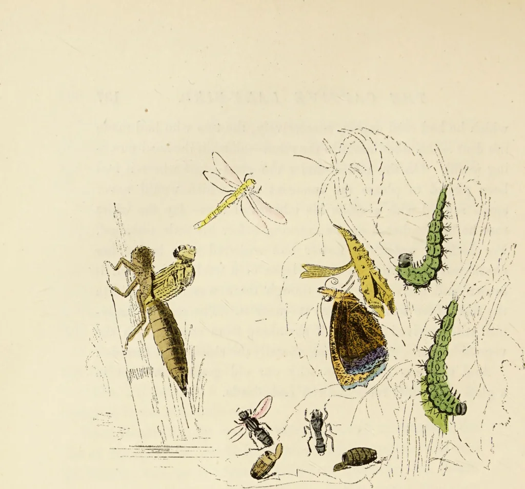 An illustration from Episodes of insect life / by Acheta Domestica, [pseud.] ;edited and revised by J.G. Wood., 1879, leaf 158