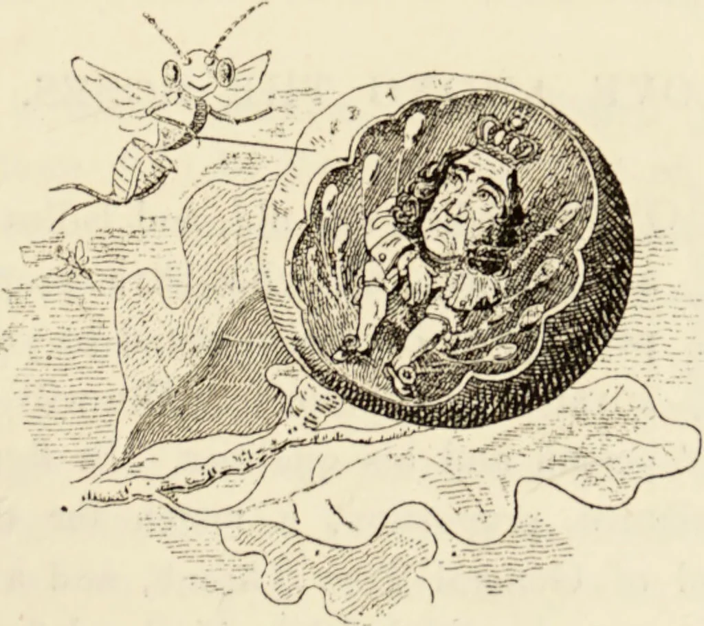 An illustration from Episodes of insect life / by Acheta Domestica, [pseud.] ;edited and revised by J.G. Wood., 1879, leaf 183