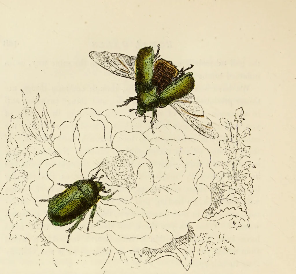 An illustration from Episodes of insect life / by Acheta Domestica, [pseud.] ;edited and revised by J.G. Wood., 1879, leaf 184