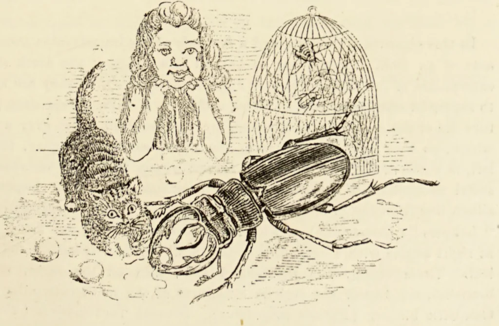 An illustration from Episodes of insect life / by Acheta Domestica, [pseud.] ;edited and revised by J.G. Wood., 1879, leaf 191