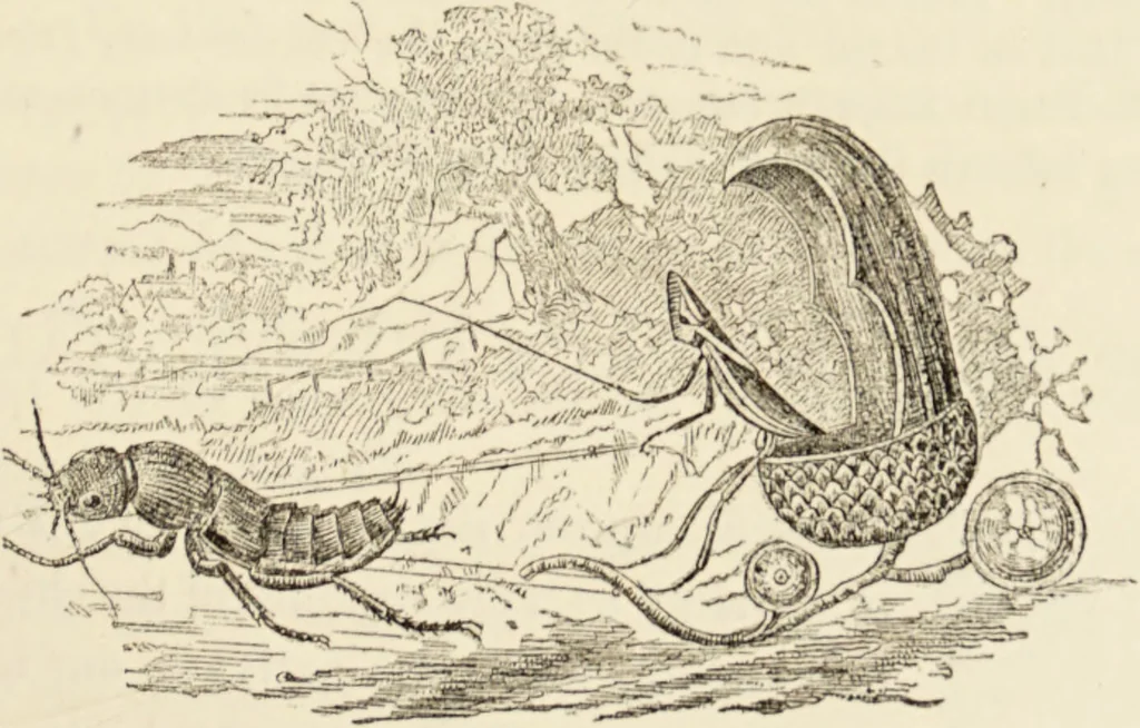 An illustration from Episodes of insect life / by Acheta Domestica, [pseud.] ;edited and revised by J.G. Wood., 1879, leaf 201