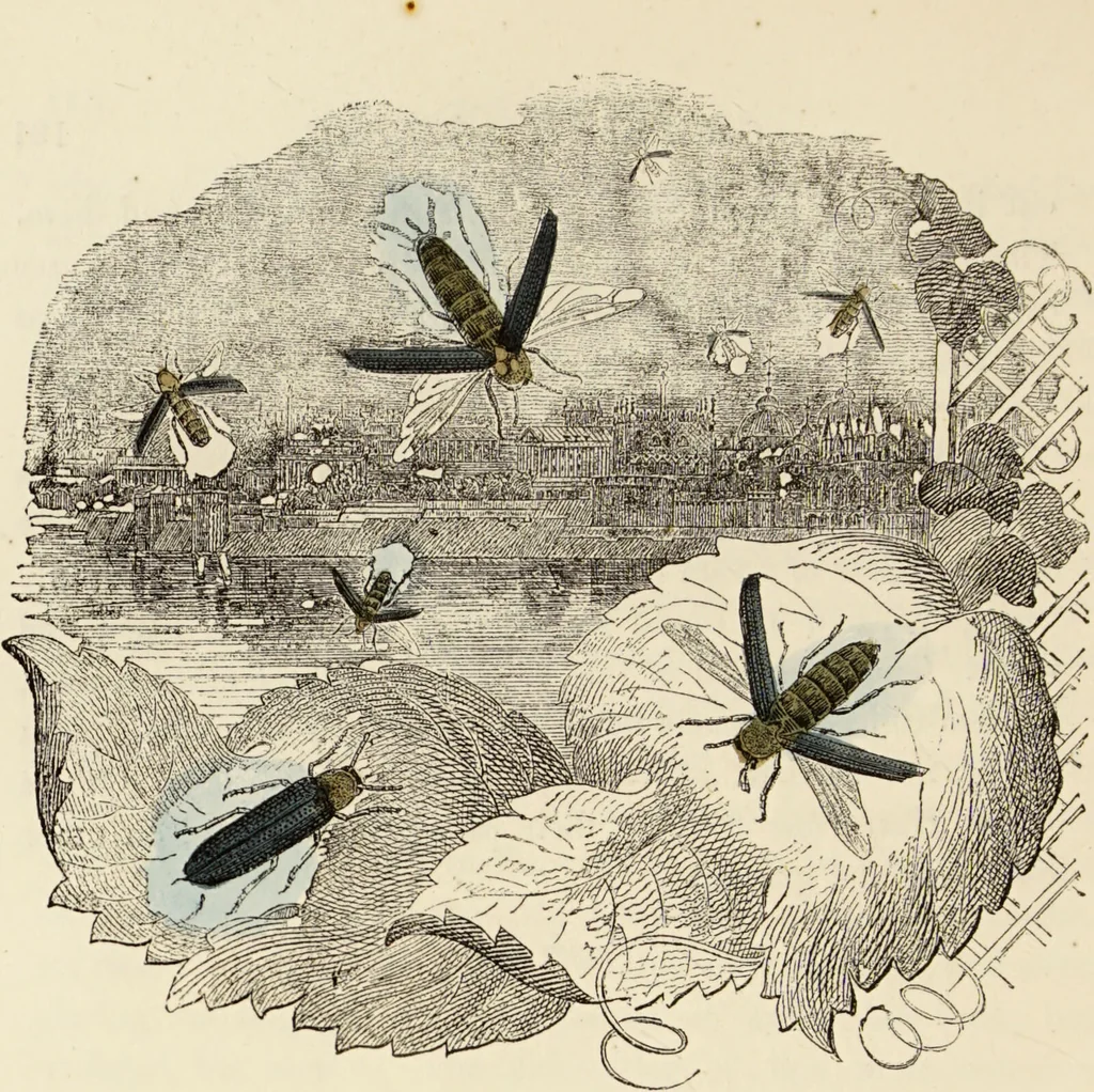 An illustration from Episodes of insect life / by Acheta Domestica, [pseud.] ;edited and revised by J.G. Wood., 1879, leaf 212