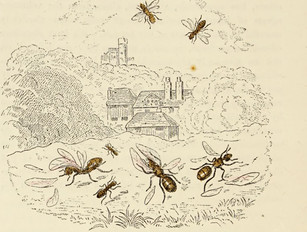 An illustration from Episodes of insect life / by Acheta Domestica, [pseud.] ;edited and revised by J.G. Wood., 1879, leaf 232