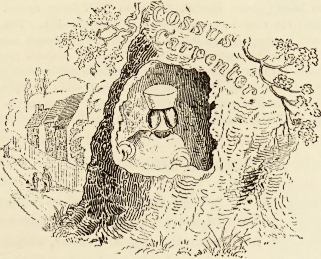 An illustration from Episodes of insect life / by Acheta Domestica, [pseud.] ;edited and revised by J.G. Wood., 1879, leaf 267