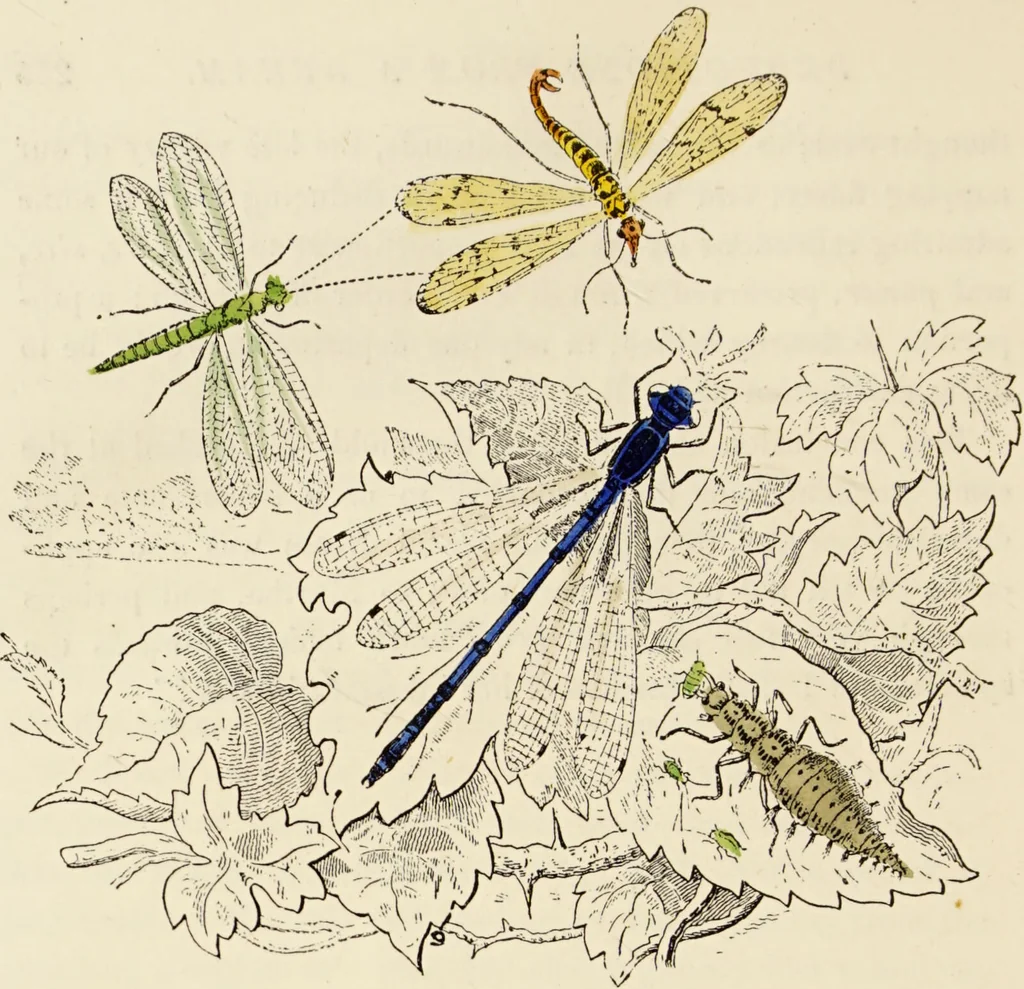 An illustration from Episodes of insect life / by Acheta Domestica, [pseud.] ;edited and revised by J.G. Wood., 1879, leaf 276