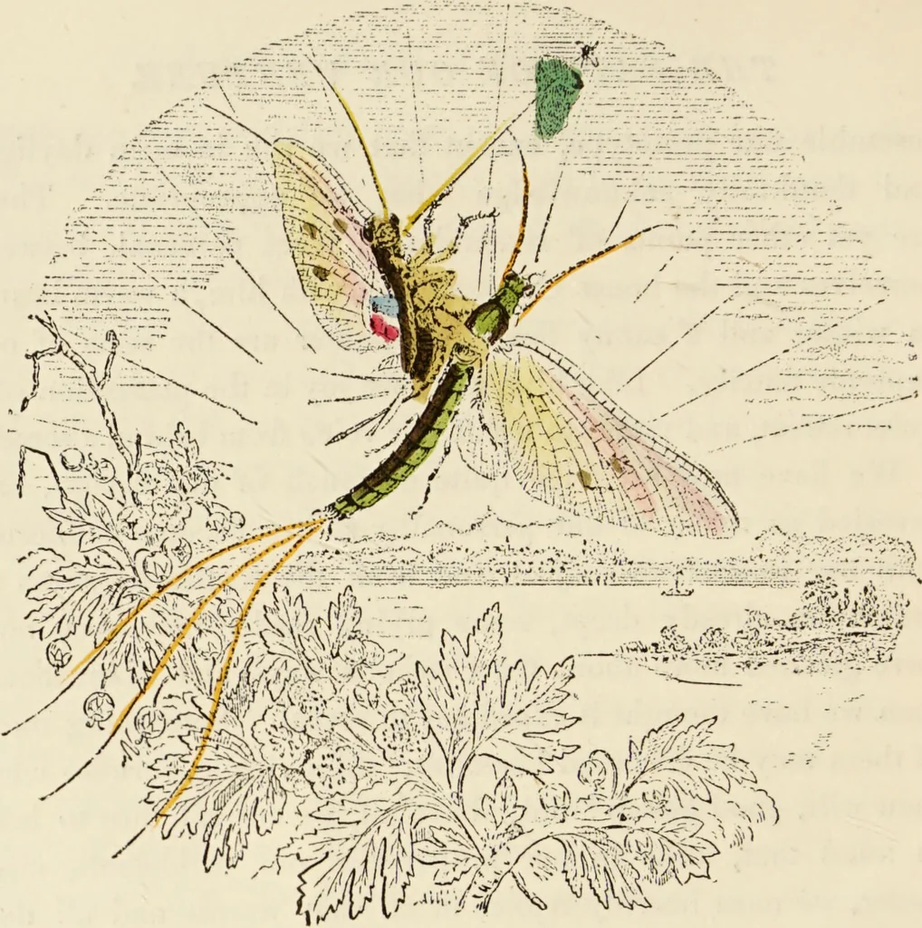 An illustration from Episodes of insect life / by Acheta Domestica, [pseud.] ;edited and revised by J.G. Wood., 1879, leaf 28