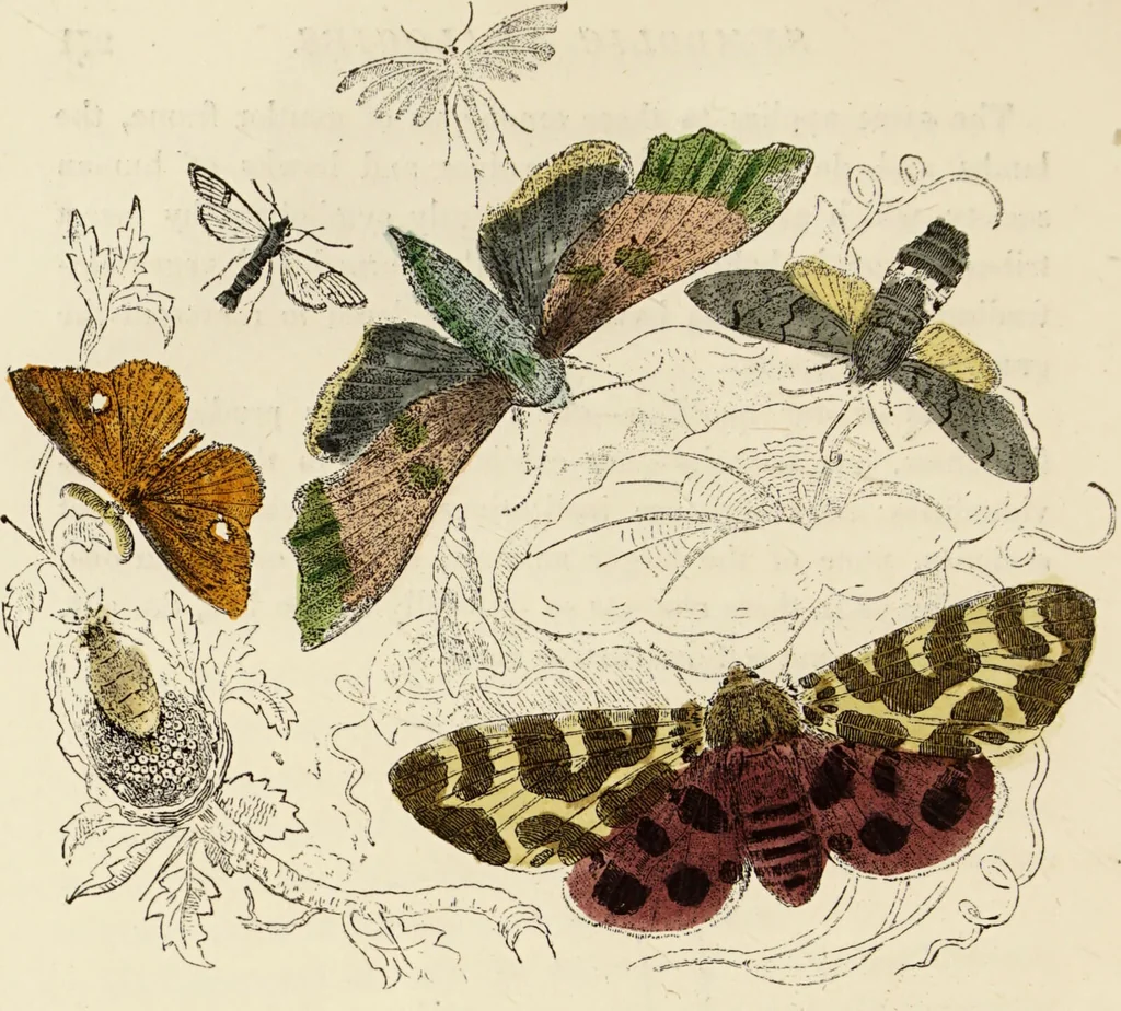 An illustration from Episodes of insect life / by Acheta Domestica, [pseud.] ;edited and revised by J.G. Wood., 1879, leaf 292