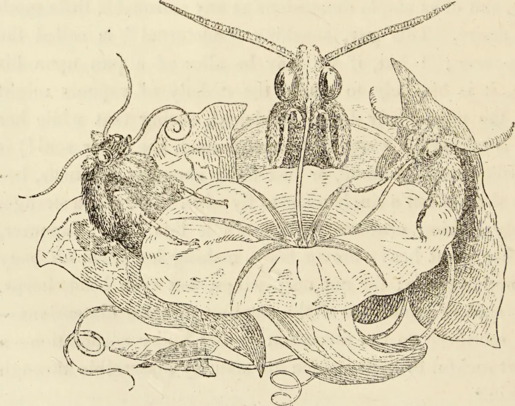 An illustration from Episodes of insect life / by Acheta Domestica, [pseud.] ;edited and revised by J.G. Wood., 1879, leaf 300