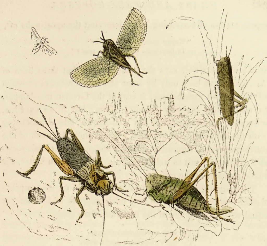 An illustration from Episodes of insect life / by Acheta Domestica, [pseud.] ;edited and revised by J.G. Wood., 1879, leaf 301