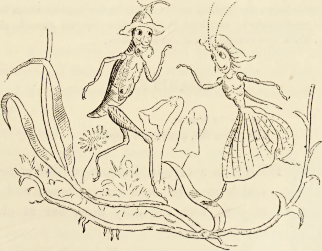 An illustration from Episodes of insect life / by Acheta Domestica, [pseud.] ;edited and revised by J.G. Wood., 1879, leaf 309