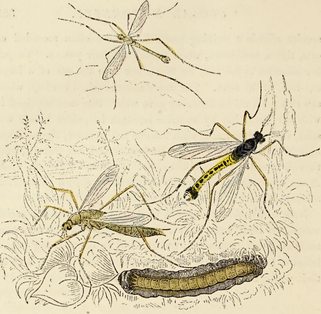 An illustration from Episodes of insect life / by Acheta Domestica, [pseud.] ;edited and revised by J.G. Wood., 1879, leaf 326