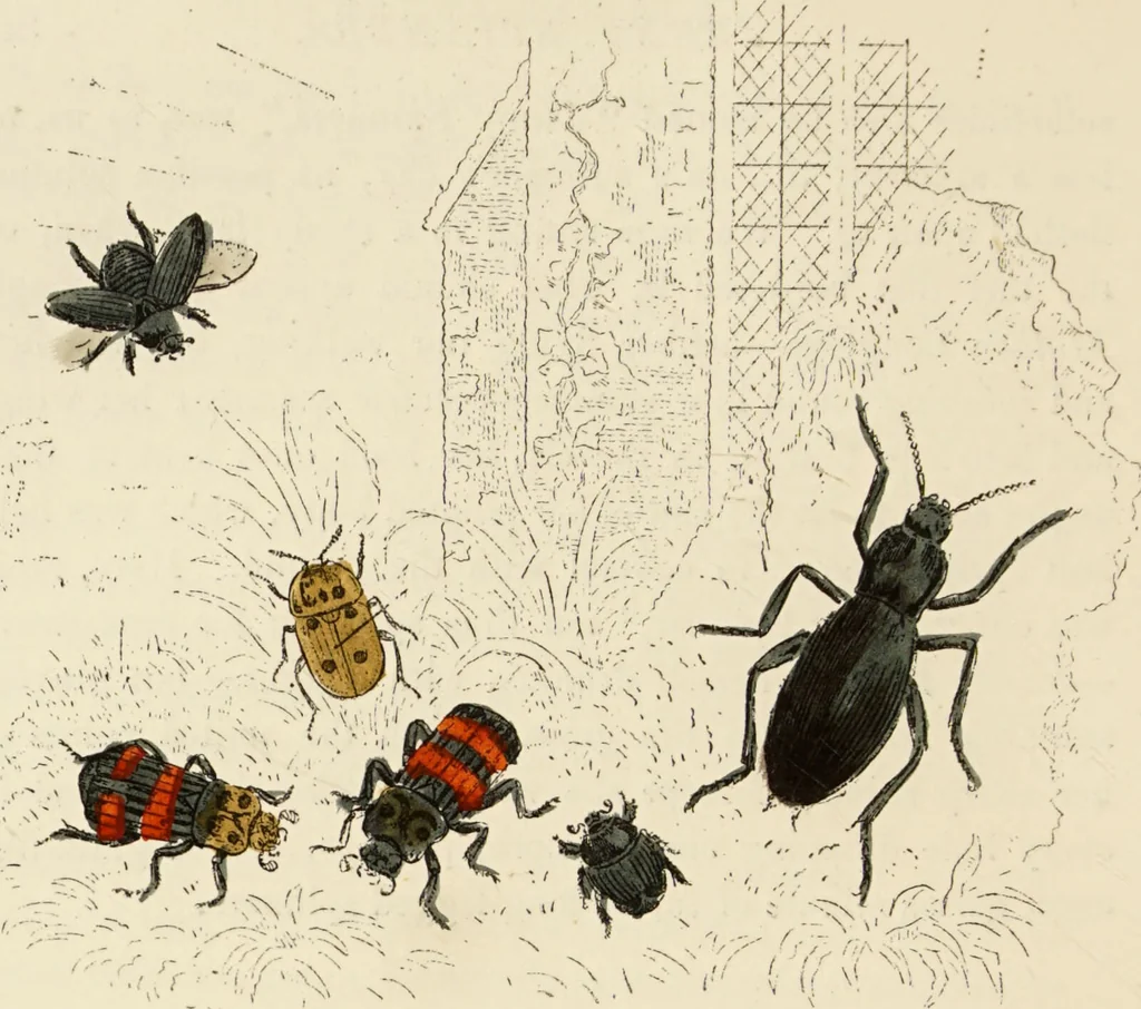 An illustration from Episodes of insect life / by Acheta Domestica, [pseud.] ;edited and revised by J.G. Wood., 1879, leaf 334