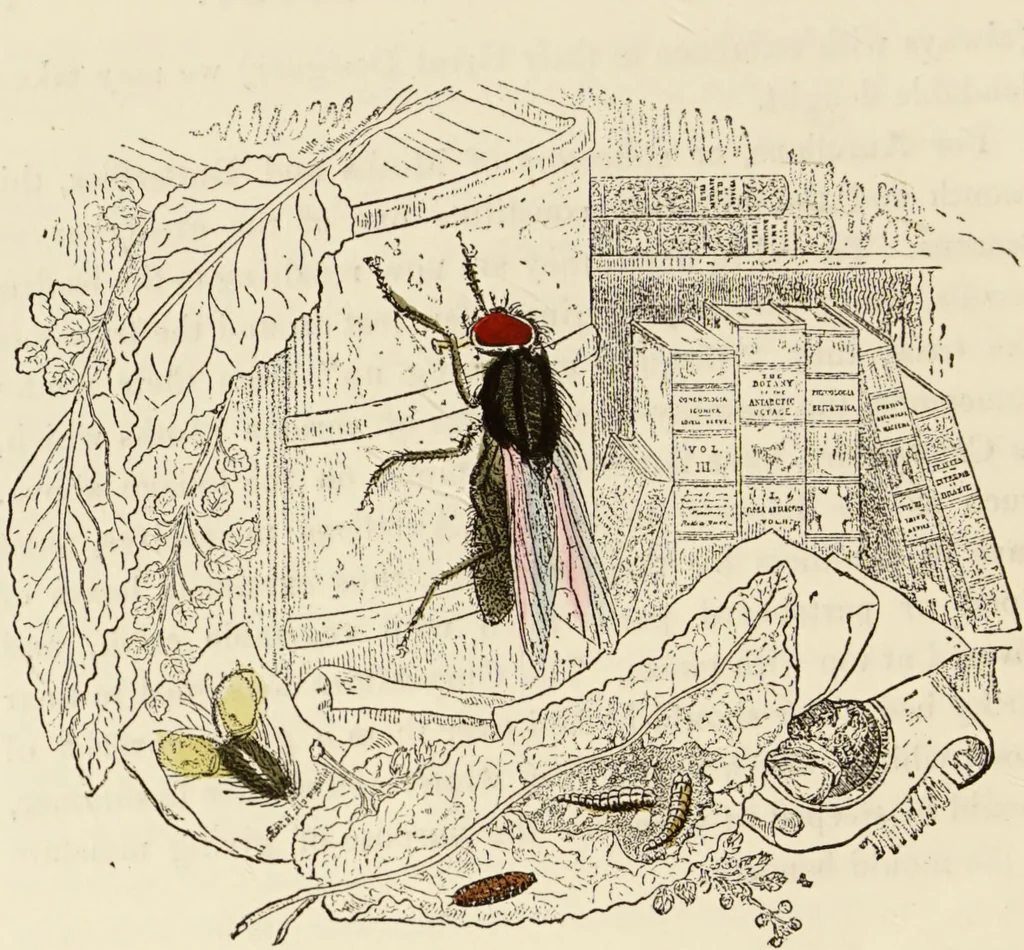 An illustration from Episodes of insect life / by Acheta Domestica, [pseud.] ;edited and revised by J.G. Wood., 1879, leaf 36