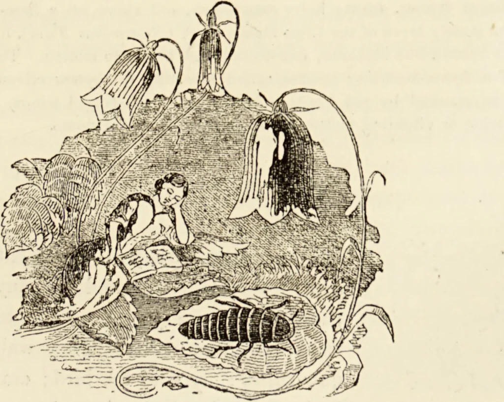 An illustration from Episodes of insect life / by Acheta Domestica, [pseud.] ;edited and revised by J.G. Wood., 1879, leaf 365