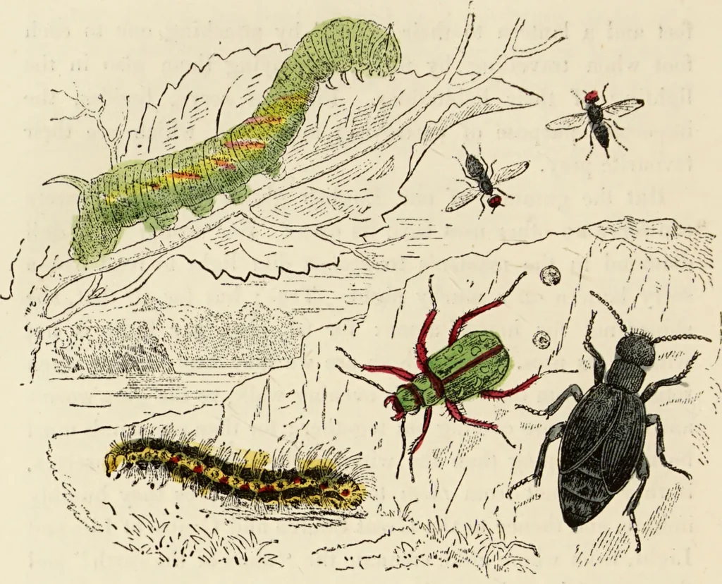 An illustration from Episodes of insect life / by Acheta Domestica, [pseud.] ;edited and revised by J.G. Wood., 1879, leaf 366