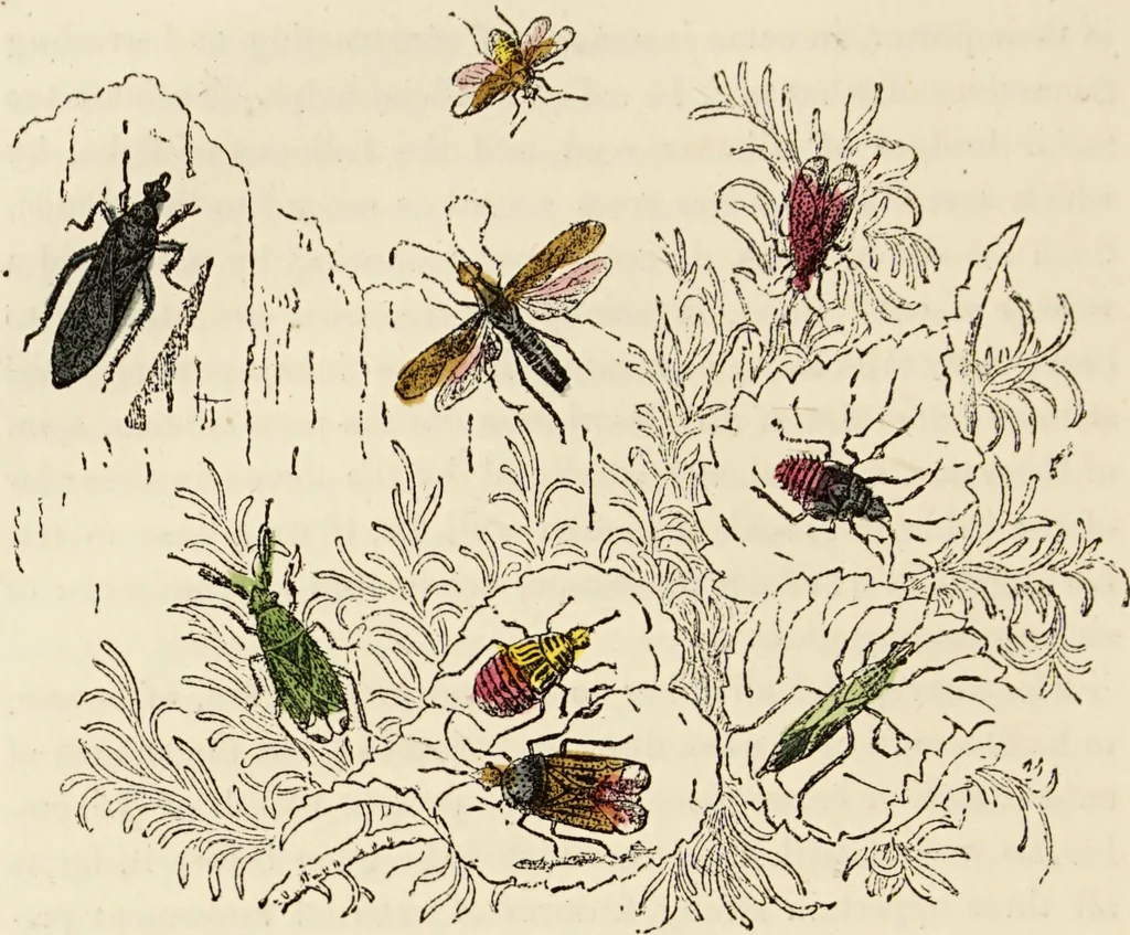 An illustration from Episodes of insect life / by Acheta Domestica, [pseud.] ;edited and revised by J.G. Wood., 1879, leaf 376