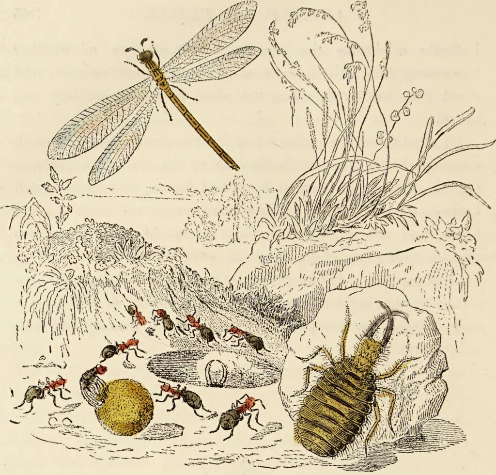 An illustration from Episodes of insect life / by Acheta Domestica, [pseud.] ;edited and revised by J.G. Wood., 1879, leaf 386