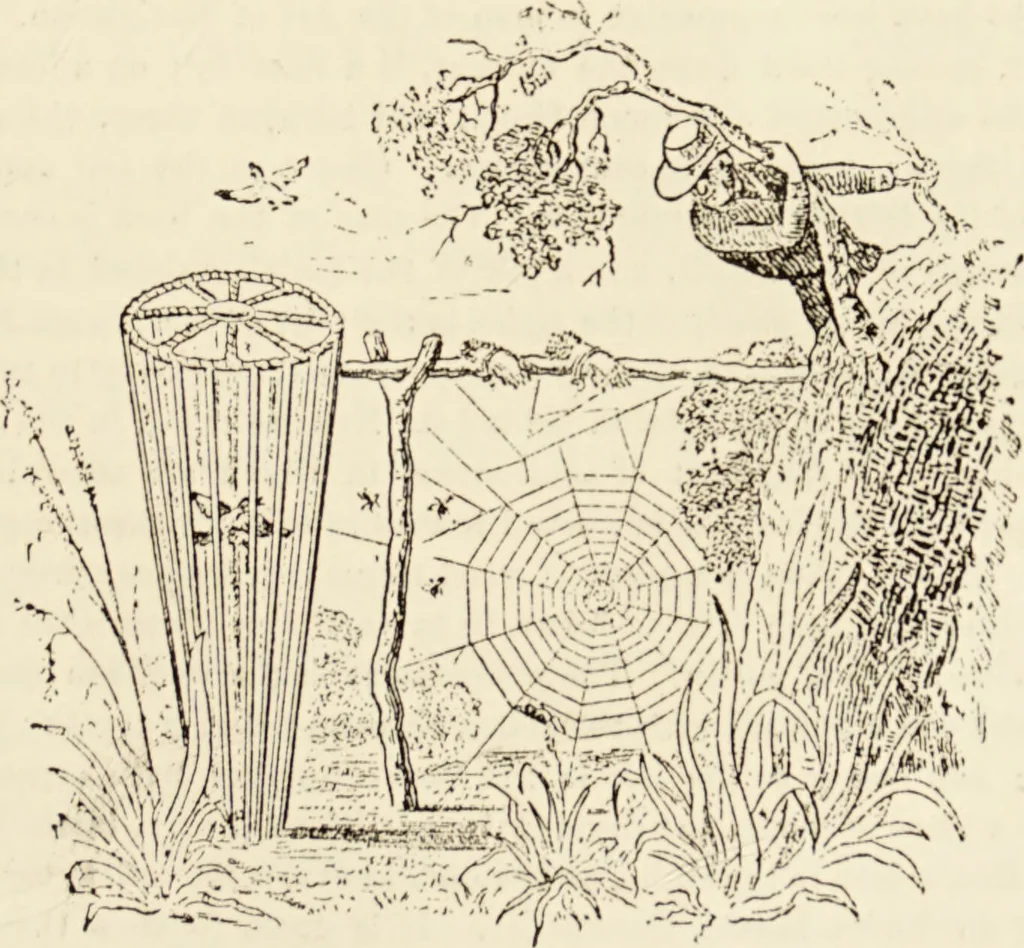 An illustration from Episodes of insect life / by Acheta Domestica, [pseud.] ;edited and revised by J.G. Wood., 1879, leaf 413
