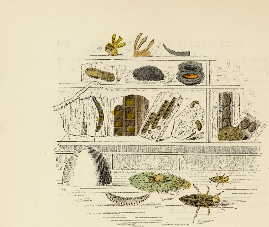 An illustration from Episodes of insect life / by Acheta Domestica, [pseud.] ;edited and revised by J.G. Wood., 1879, leaf 414