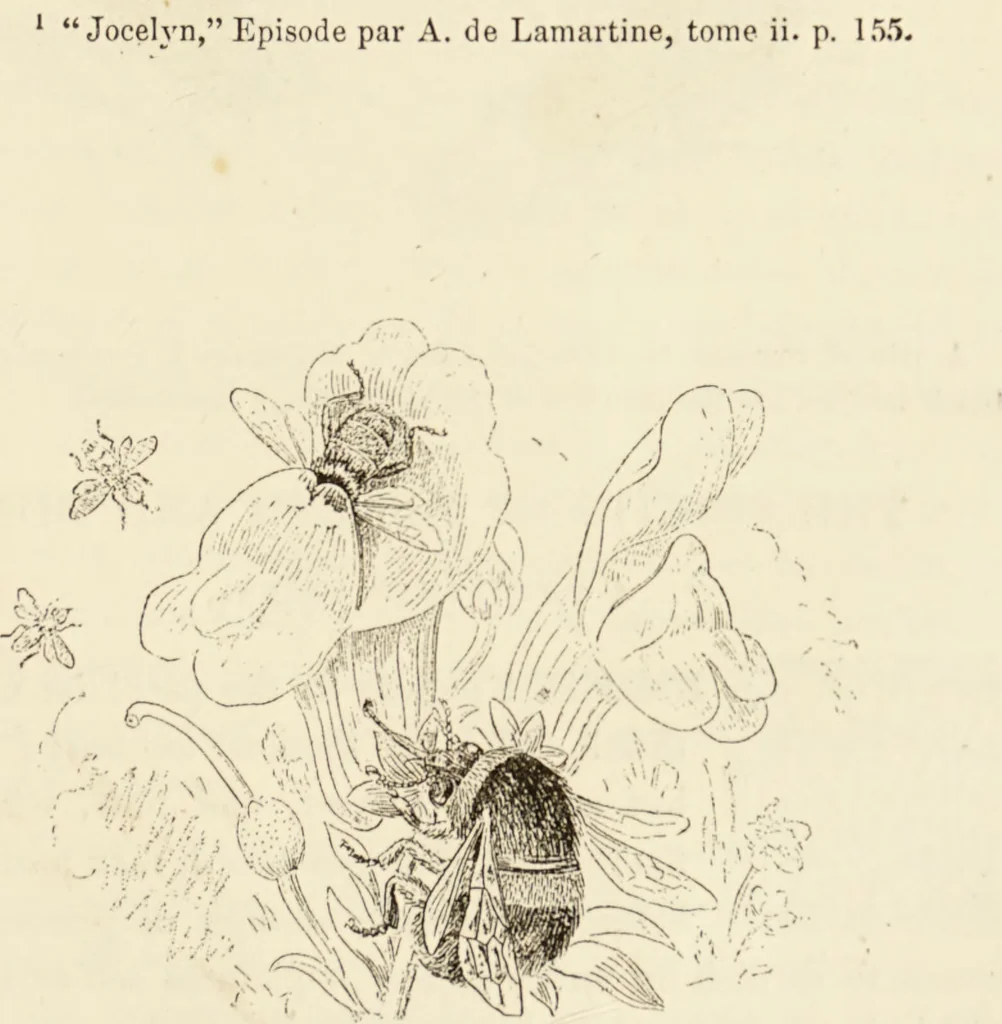 An illustration from Episodes of insect life / by Acheta Domestica, [pseud.] ;edited and revised by J.G. Wood., 1879, leaf 433