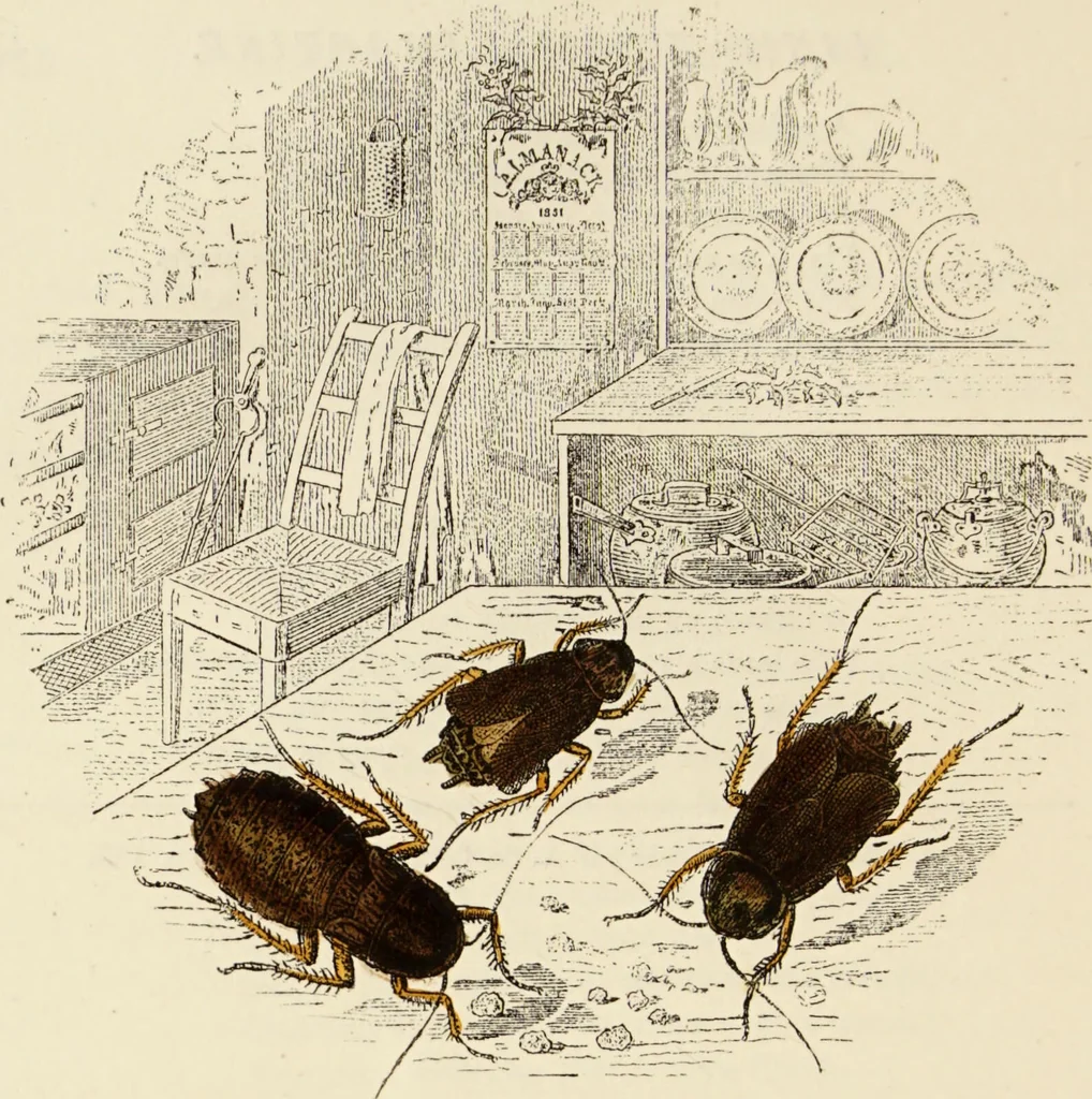 An illustration from Episodes of insect life / by Acheta Domestica, [pseud.] ;edited and revised by J.G. Wood., 1879, leaf 434