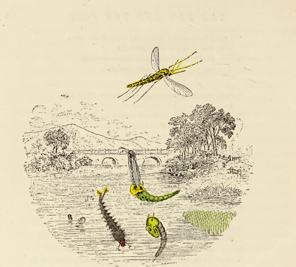 An illustration from Episodes of insect life / by Acheta Domestica, [pseud.] ;edited and revised by J.G. Wood., 1879, leaf 44