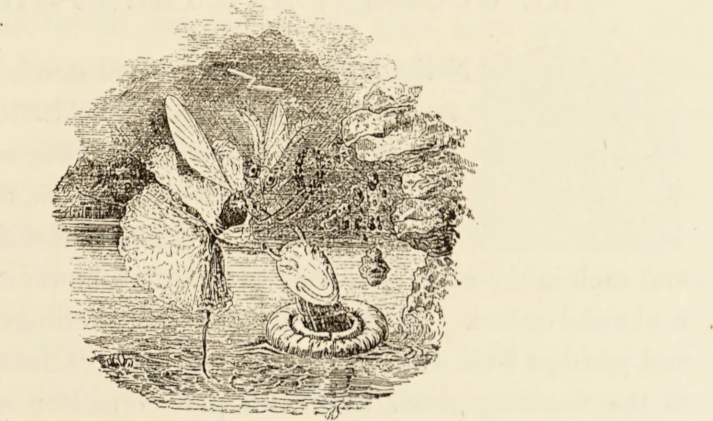 An illustration from Episodes of insect life / by Acheta Domestica, [pseud.] ;edited and revised by J.G. Wood., 1879, leaf 49