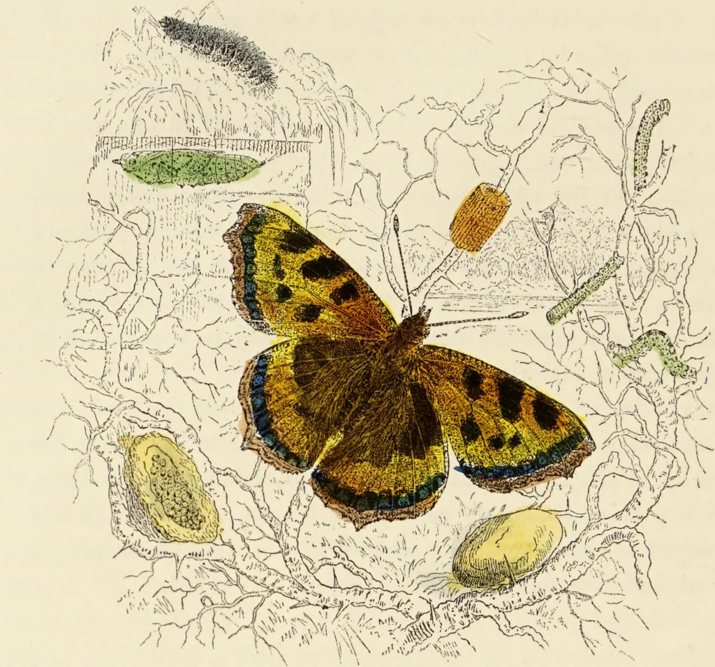 An illustration from Episodes of insect life / by Acheta Domestica, [pseud.] ;edited and revised by J.G. Wood., 1879, leaf 56