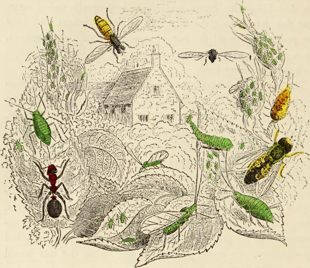 An illustration from Episodes of insect life / by Acheta Domestica, [pseud.] ;edited and revised by J.G. Wood., 1879, leaf 92
