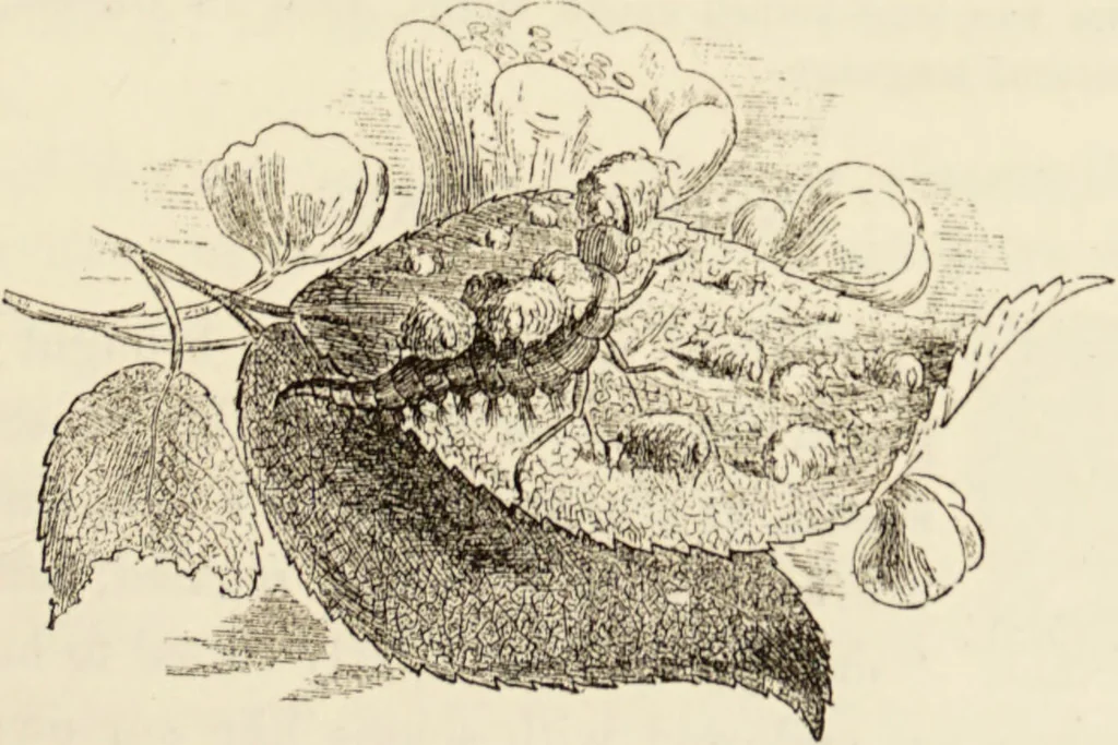An illustration from Episodes of insect life / by Acheta Domestica, [pseud.] ;edited and revised by J.G. Wood., 1879, leaf 99