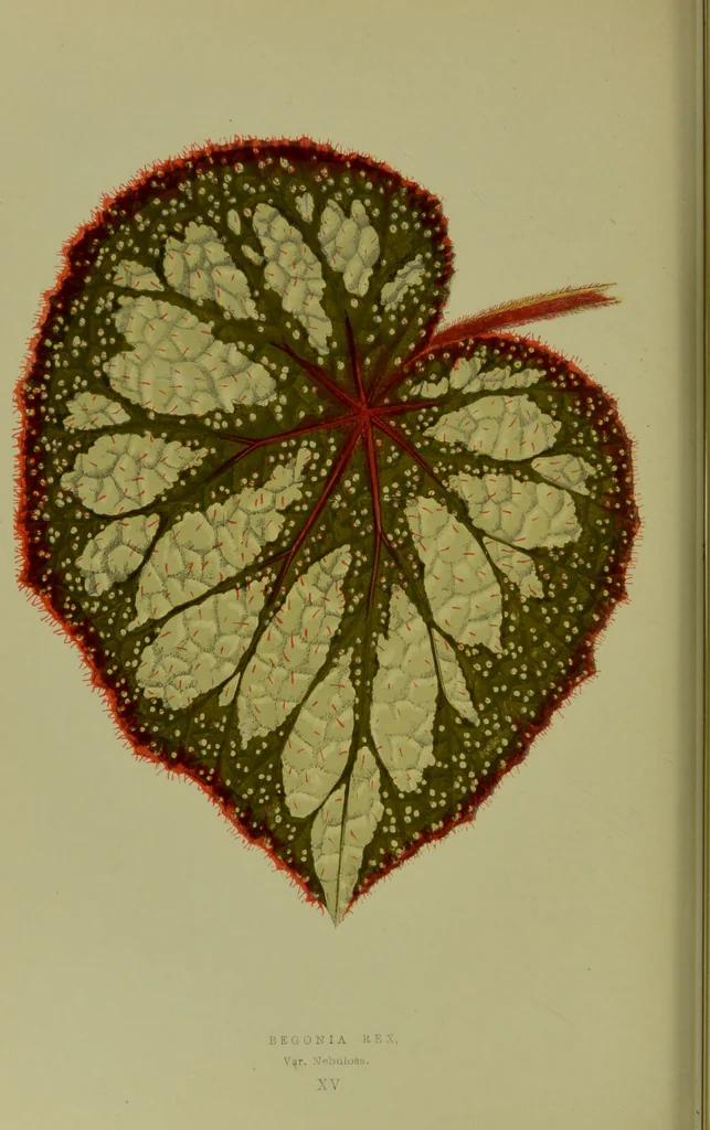 An illustration from Beautiful leaved plants : being a description of the most beautiful leaved plants in cultivation in this country, to which is added an extended catalogue / by E.J. Lowe ; assisted by W. Howard ; with sixty coloured illustrations., 1872, leaf 100