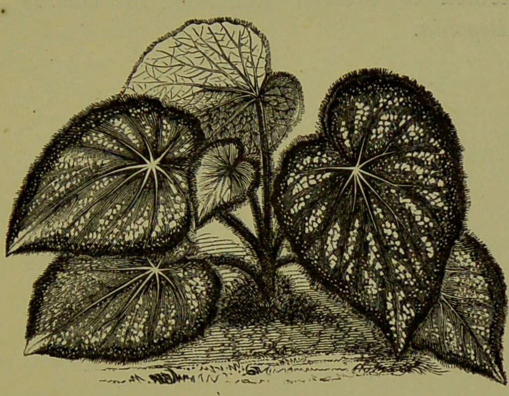 An illustration from Beautiful leaved plants : being a description of the most beautiful leaved plants in cultivation in this country, to which is added an extended catalogue / by E.J. Lowe ; assisted by W. Howard ; with sixty coloured illustrations., 1872, leaf 103