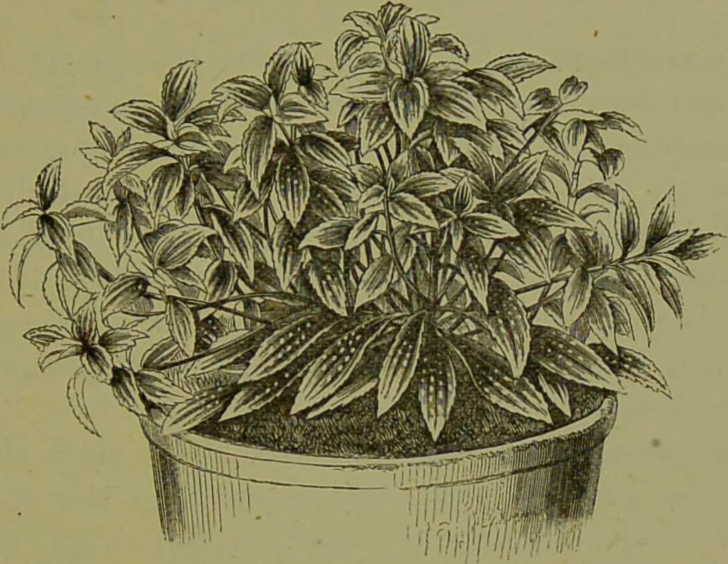 An illustration from Beautiful leaved plants : being a description of the most beautiful leaved plants in cultivation in this country, to which is added an extended catalogue / by E.J. Lowe ; assisted by W. Howard ; with sixty coloured illustrations., 1872, leaf 109