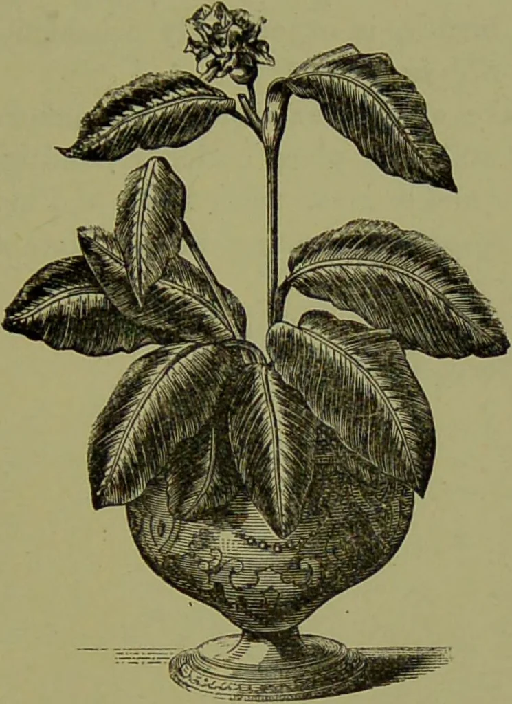 An illustration from Beautiful leaved plants : being a description of the most beautiful leaved plants in cultivation in this country, to which is added an extended catalogue / by E.J. Lowe ; assisted by W. Howard ; with sixty coloured illustrations., 1872, leaf 115