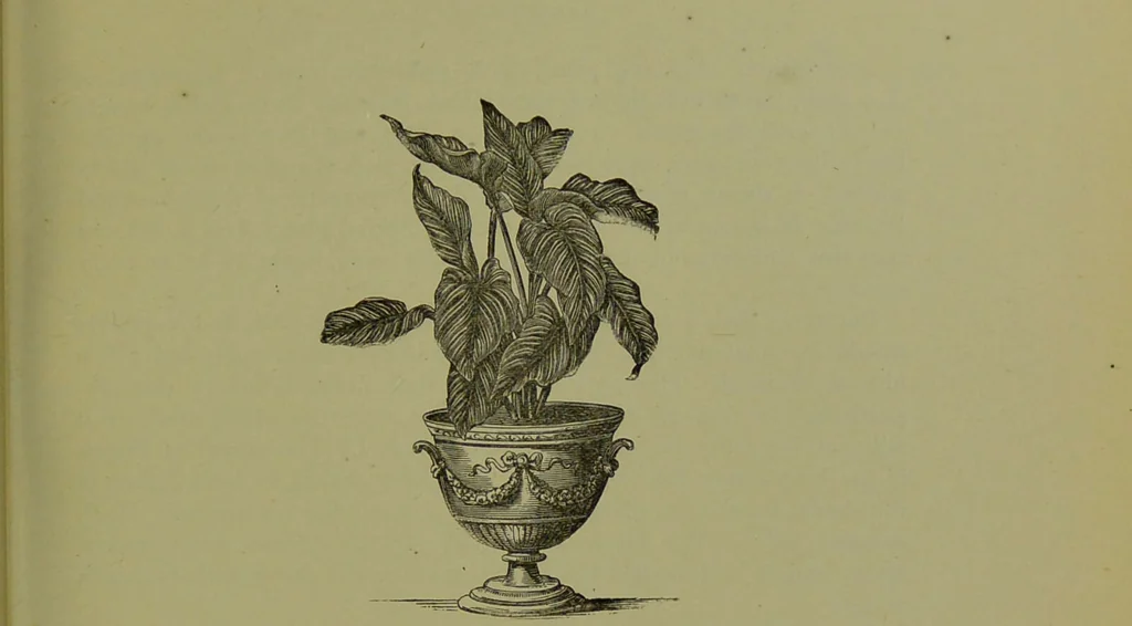 An illustration from Beautiful leaved plants : being a description of the most beautiful leaved plants in cultivation in this country, to which is added an extended catalogue / by E.J. Lowe ; assisted by W. Howard ; with sixty coloured illustrations., 1872, leaf 133
