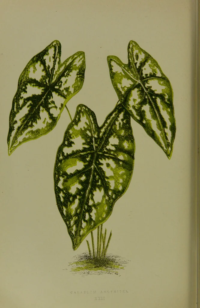An illustration from Beautiful leaved plants : being a description of the most beautiful leaved plants in cultivation in this country, to which is added an extended catalogue / by E.J. Lowe ; assisted by W. Howard ; with sixty coloured illustrations., 1872, leaf 142