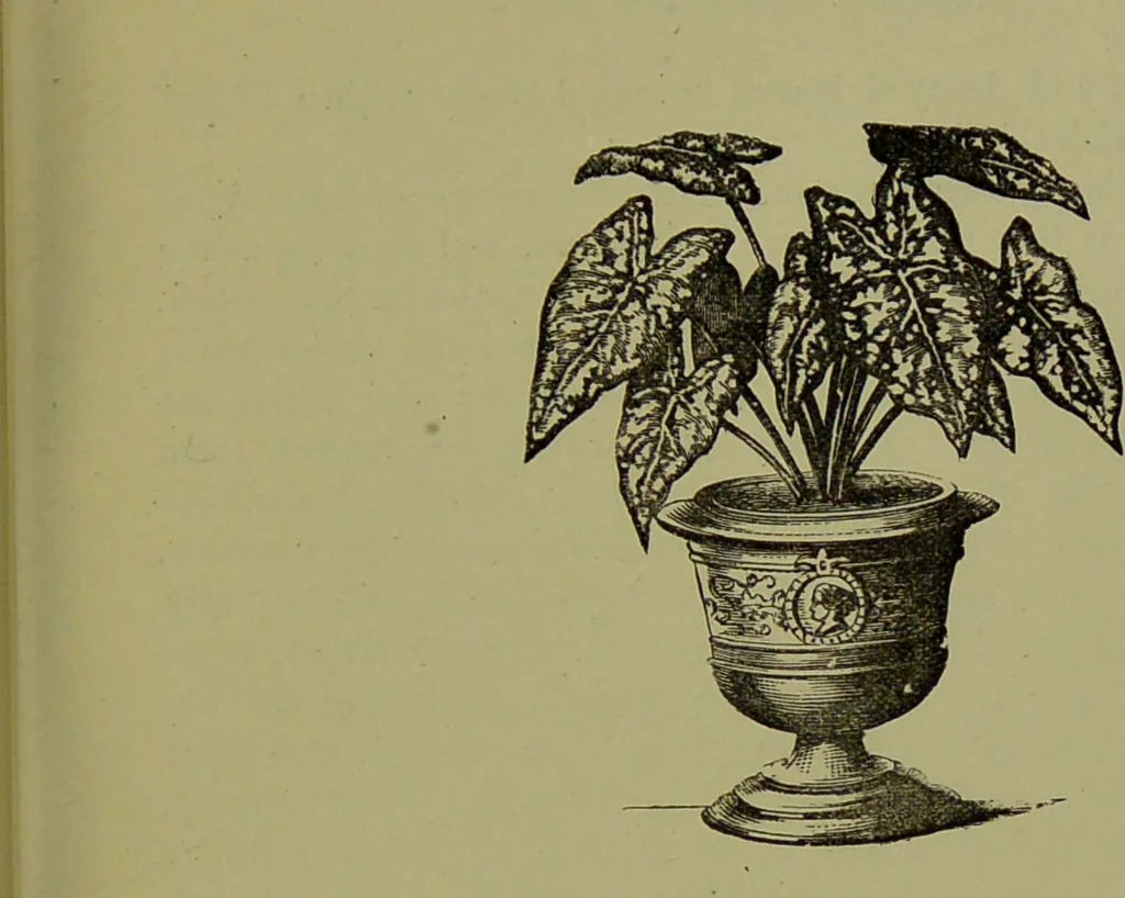 An illustration from Beautiful leaved plants : being a description of the most beautiful leaved plants in cultivation in this country, to which is added an extended catalogue / by E.J. Lowe ; assisted by W. Howard ; with sixty coloured illustrations., 1872, leaf 145