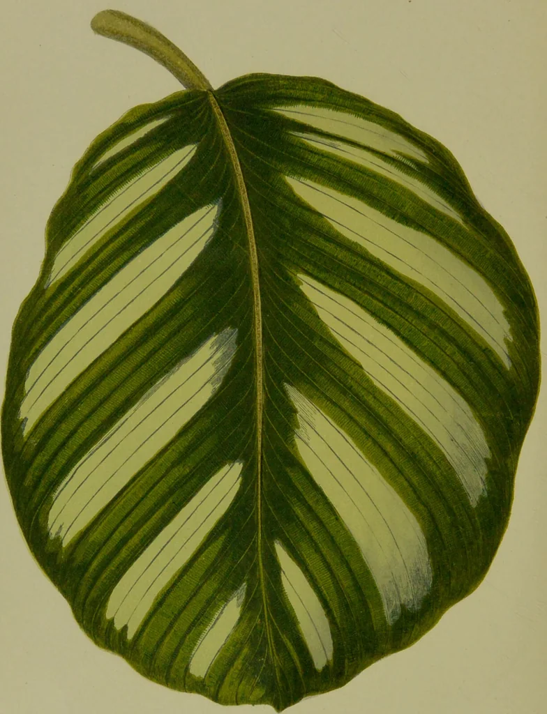An illustration from Beautiful leaved plants : being a description of the most beautiful leaved plants in cultivation in this country, to which is added an extended catalogue / by E.J. Lowe ; assisted by W. Howard ; with sixty coloured illustrations., 1872, leaf 148