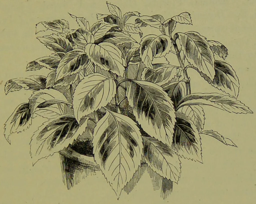 An illustration from Beautiful leaved plants : being a description of the most beautiful leaved plants in cultivation in this country, to which is added an extended catalogue / by E.J. Lowe ; assisted by W. Howard ; with sixty coloured illustrations., 1872, leaf 163