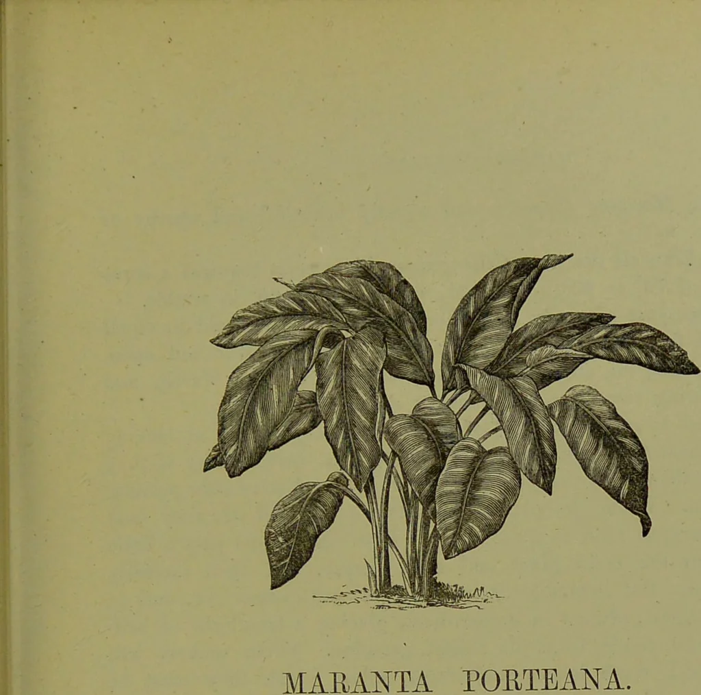 An illustration from Beautiful leaved plants : being a description of the most beautiful leaved plants in cultivation in this country, to which is added an extended catalogue / by E.J. Lowe ; assisted by W. Howard ; with sixty coloured illustrations., 1872, leaf 169