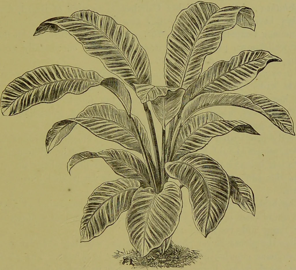 An illustration from Beautiful leaved plants : being a description of the most beautiful leaved plants in cultivation in this country, to which is added an extended catalogue / by E.J. Lowe ; assisted by W. Howard ; with sixty coloured illustrations., 1872, leaf 17