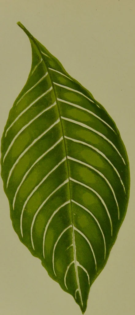 An illustration from Beautiful leaved plants : being a description of the most beautiful leaved plants in cultivation in this country, to which is added an extended catalogue / by E.J. Lowe ; assisted by W. Howard ; with sixty coloured illustrations., 1872, leaf 172
