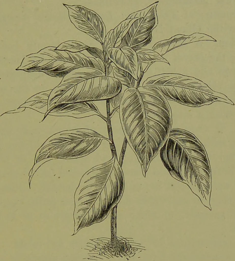 An illustration from Beautiful leaved plants : being a description of the most beautiful leaved plants in cultivation in this country, to which is added an extended catalogue / by E.J. Lowe ; assisted by W. Howard ; with sixty coloured illustrations., 1872, leaf 175