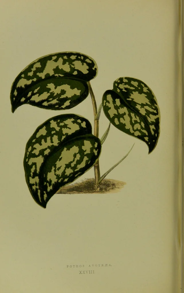 An illustration from Beautiful leaved plants : being a description of the most beautiful leaved plants in cultivation in this country, to which is added an extended catalogue / by E.J. Lowe ; assisted by W. Howard ; with sixty coloured illustrations., 1872, leaf 178
